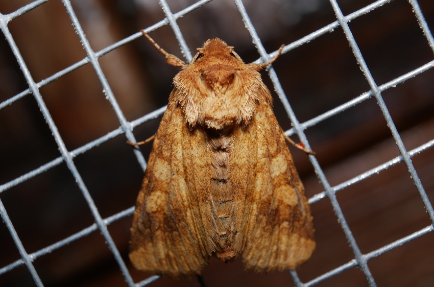 Noctuidae: Conisania luteago, femmina.
